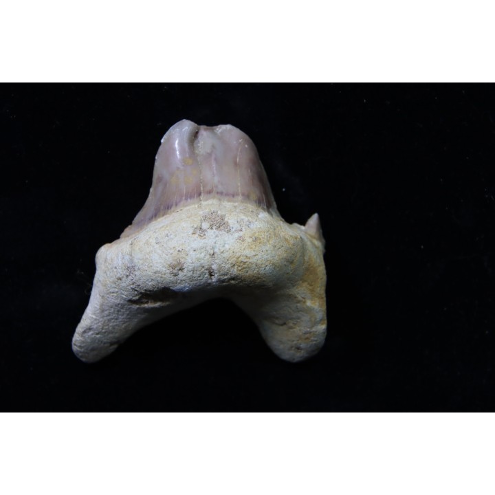 OTODUS OBLIQUUS - (pathologic) - Ypresian - Oued Zem, Morocco