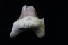 OTODUS OBLIQUUS - (pathologic) - Ypresian - Oued Zem, Morocco