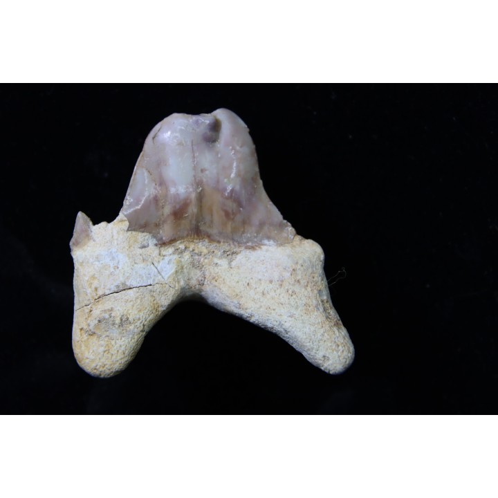 OTODUS OBLIQUUS - (pathologic) - Ypresian - Oued Zem, Morocco