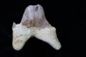 OTODUS OBLIQUUS - forme pathologique - Ypresien - Oued Zem, Maroc