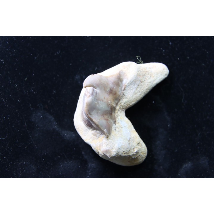 OTODUS OBLIQUUS - forme pathologique - Ypresien - Oued Zem, Maroc