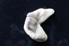 OTODUS OBLIQUUS - (pathologic) - Ypresian - Oued Zem, Morocco