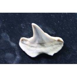 OTODUS OBLIQUUS - (pathologic) - Ypresian - Oued Zem, Morocco