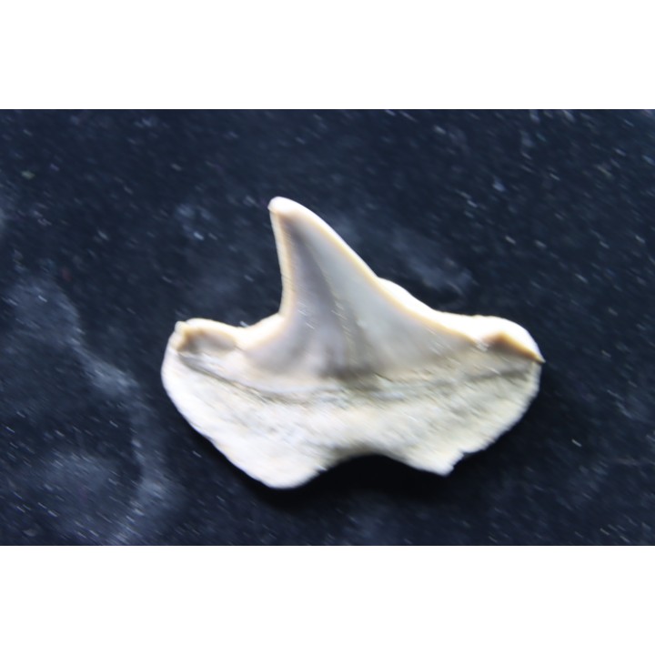 OTODUS OBLIQUUS - forme pathologique - Ypresien - Oued Zem, Maroc
