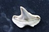 OTODUS OBLIQUUS - forme pathologique - Ypresien - Oued Zem, Maroc