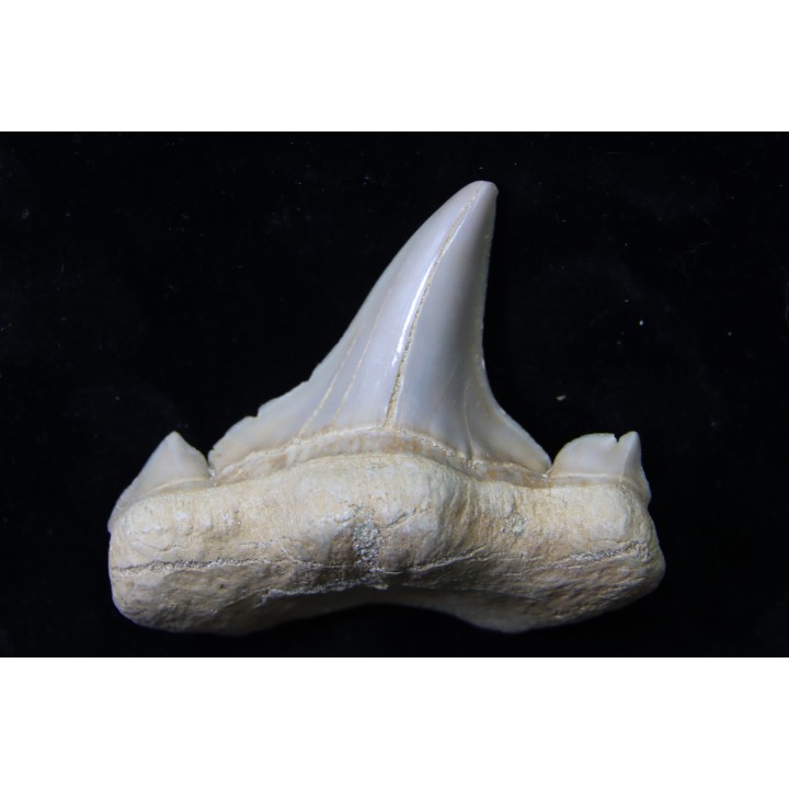 OTODUS OBLIQUUS - (pathologic) - Ypresian - Oued Zem, Morocco