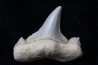 OTODUS OBLIQUUS - (pathologic) - Ypresian - Oued Zem, Morocco