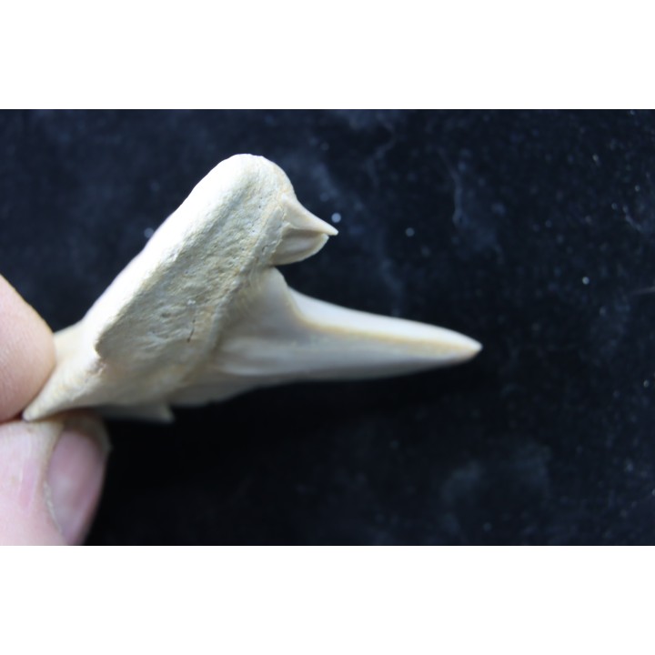 OTODUS OBLIQUUS - forme pathologique - Ypresien - Oued Zem, Maroc