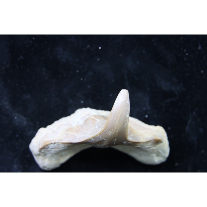 OTODUS OBLIQUUS - (pathologic) - Ypresian - Oued Zem, Morocco