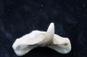 OTODUS OBLIQUUS - (pathologic) - Ypresian - Oued Zem, Morocco