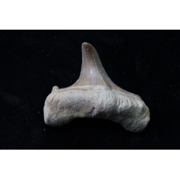 OTODUS OBLIQUUS - forme pathologique - Ypresien - Oued Zem, Maroc