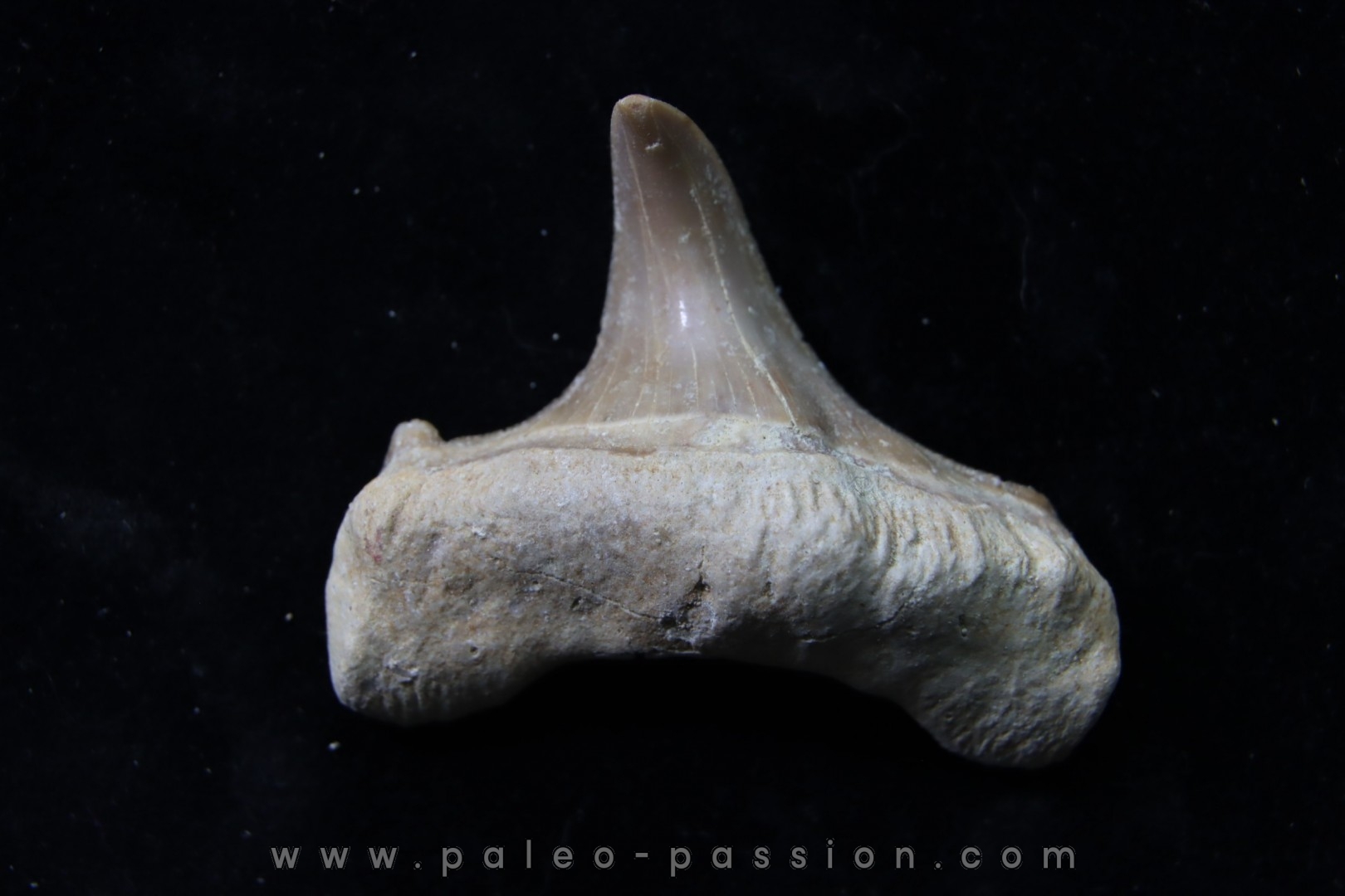 OTODUS OBLIQUUS - (pathologic) - Ypresian - Oued Zem, Morocco