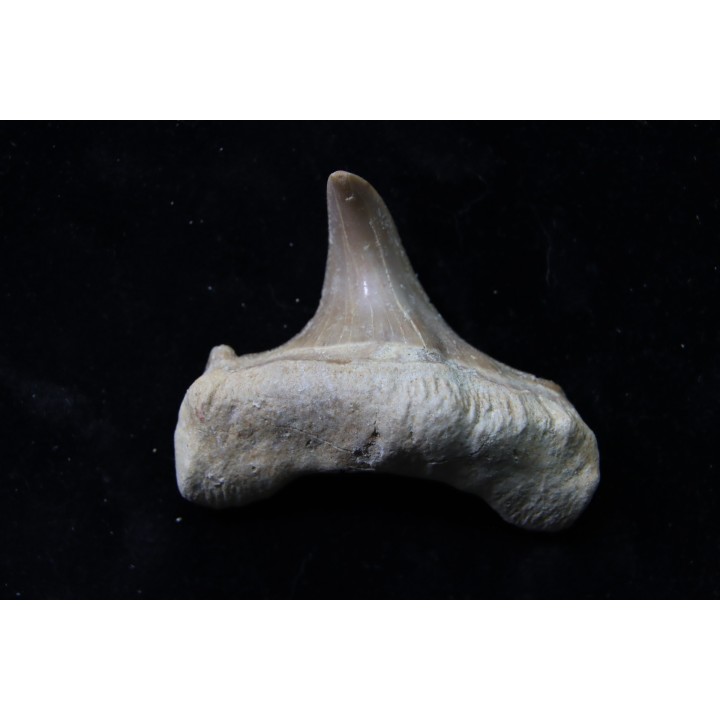 OTODUS OBLIQUUS - forme pathologique - Ypresien - Oued Zem, Maroc