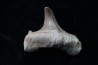 OTODUS OBLIQUUS - (pathologic) - Ypresian - Oued Zem, Morocco