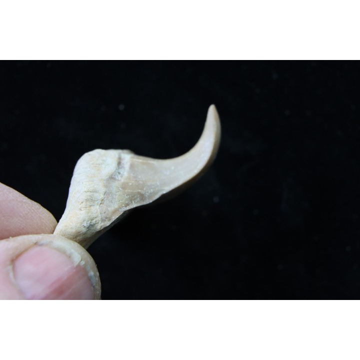 OTODUS OBLIQUUS - (pathologic) - Ypresian - Oued Zem, Morocco