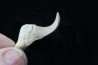 OTODUS OBLIQUUS - forme pathologique - Ypresien - Oued Zem, Maroc