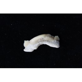 OTODUS OBLIQUUS - forme pathologique - Ypresien - Oued Zem, Maroc