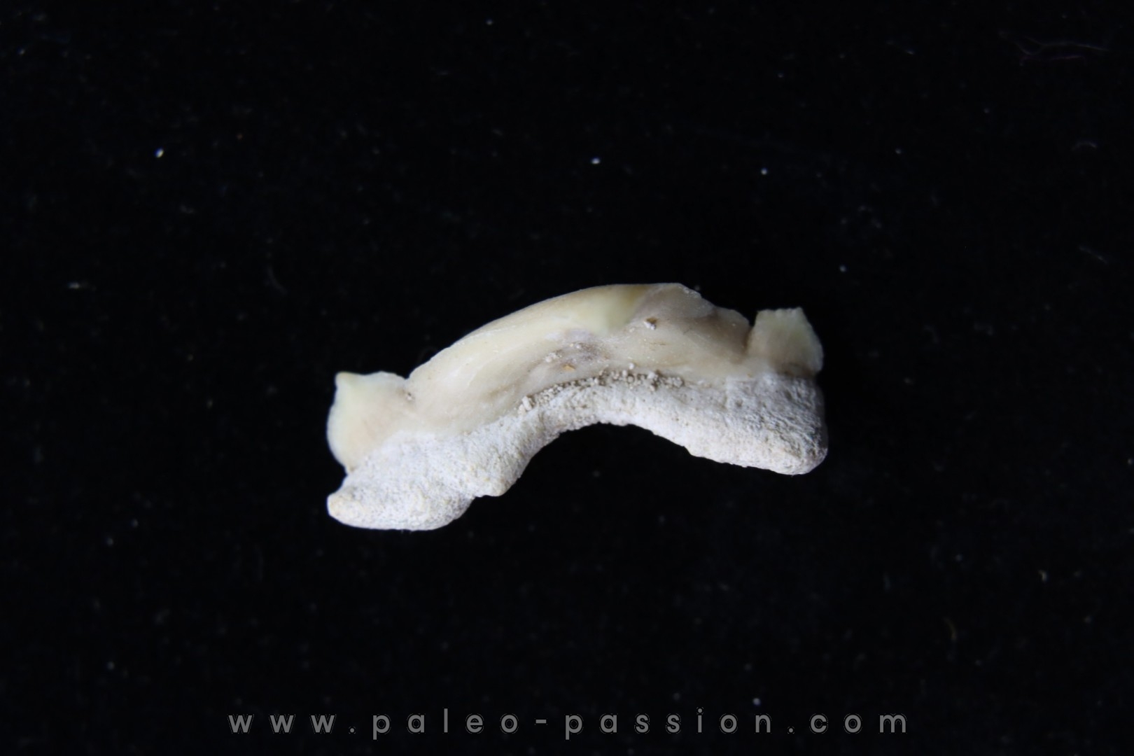 OTODUS OBLIQUUS - (pathologic) - Ypresian - Oued Zem, Morocco