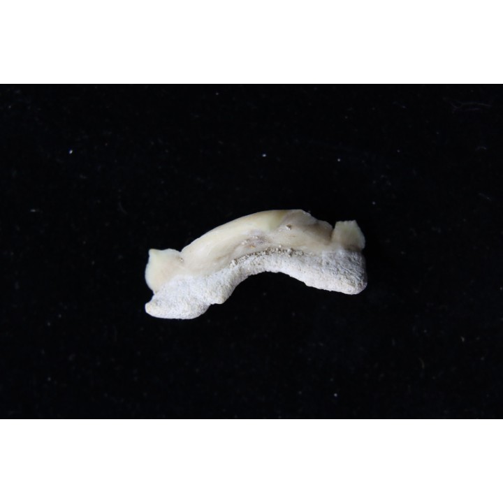 OTODUS OBLIQUUS - (pathologic) - Ypresian - Oued Zem, Morocco