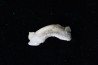 OTODUS OBLIQUUS - (pathologic) - Ypresian - Oued Zem, Morocco
