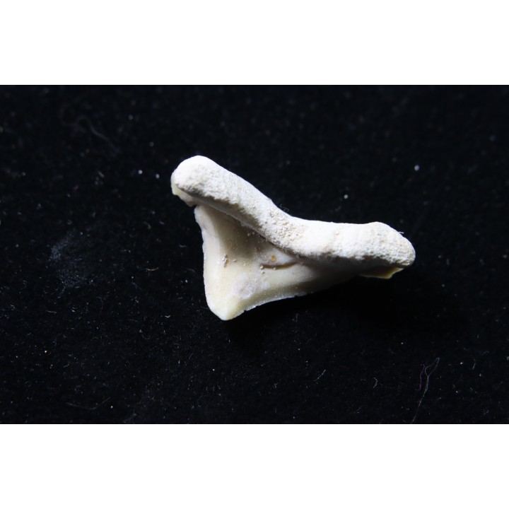 OTODUS OBLIQUUS - forme pathologique - Ypresien - Oued Zem, Maroc