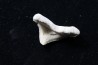 OTODUS OBLIQUUS - forme pathologique - Ypresien - Oued Zem, Maroc