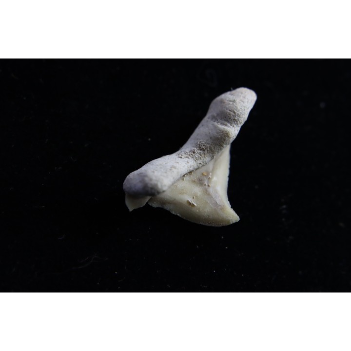 OTODUS OBLIQUUS - (pathologic) - Ypresian - Oued Zem, Morocco