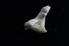 OTODUS OBLIQUUS - (pathologic) - Ypresian - Oued Zem, Morocco