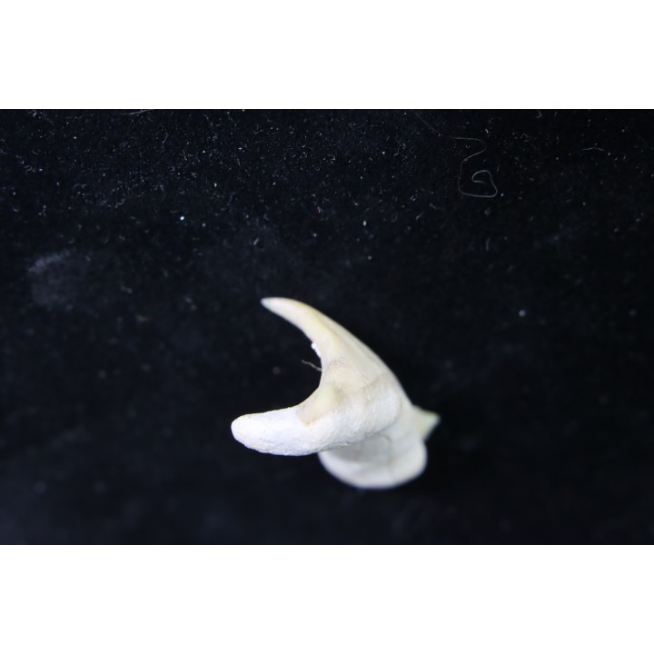 OTODUS OBLIQUUS - (pathologic) - Ypresian - Oued Zem, Morocco