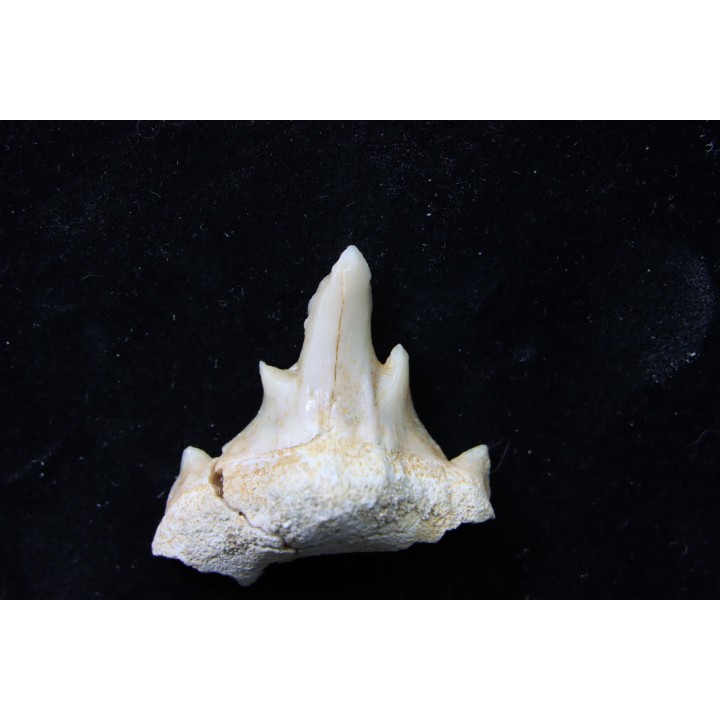 OTODUS OBLIQUUS - (pathologic) - Ypresian - Oued Zem, Morocco