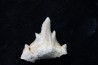 OTODUS OBLIQUUS - (pathologic) - Ypresian - Oued Zem, Morocco