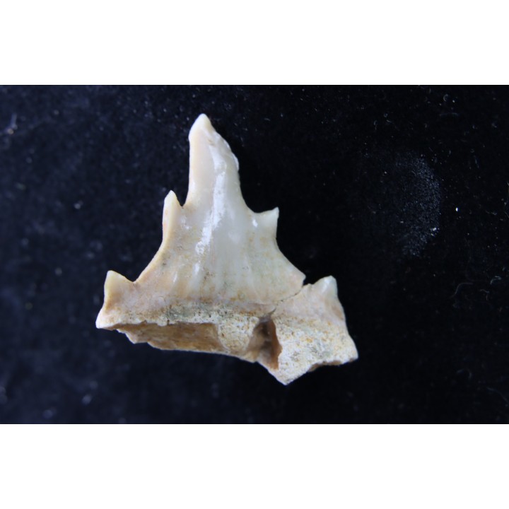 OTODUS OBLIQUUS - (pathologic) - Ypresian - Oued Zem, Morocco