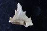 OTODUS OBLIQUUS - (pathologic) - Ypresian - Oued Zem, Morocco