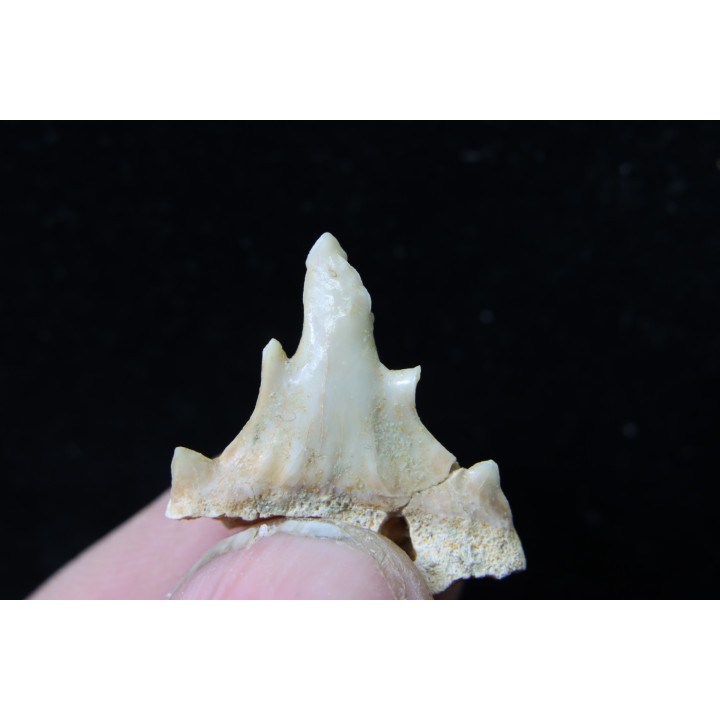 OTODUS OBLIQUUS - (pathologic) - Ypresian - Oued Zem, Morocco