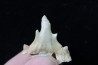 OTODUS OBLIQUUS - forme pathologique - Ypresien - Oued Zem, Maroc