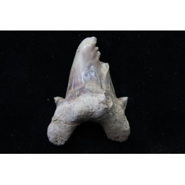 OTODUS OBLIQUUS - forme pathologique - Ypresien - Oued Zem, Maroc