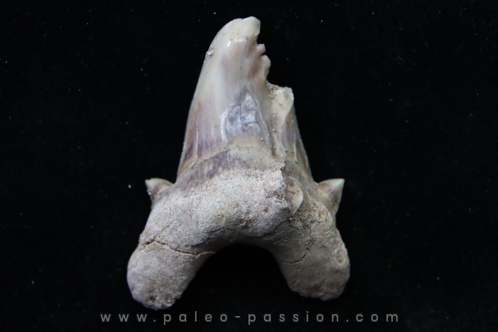 OTODUS OBLIQUUS - (pathologic) - Ypresian - Oued Zem, Morocco