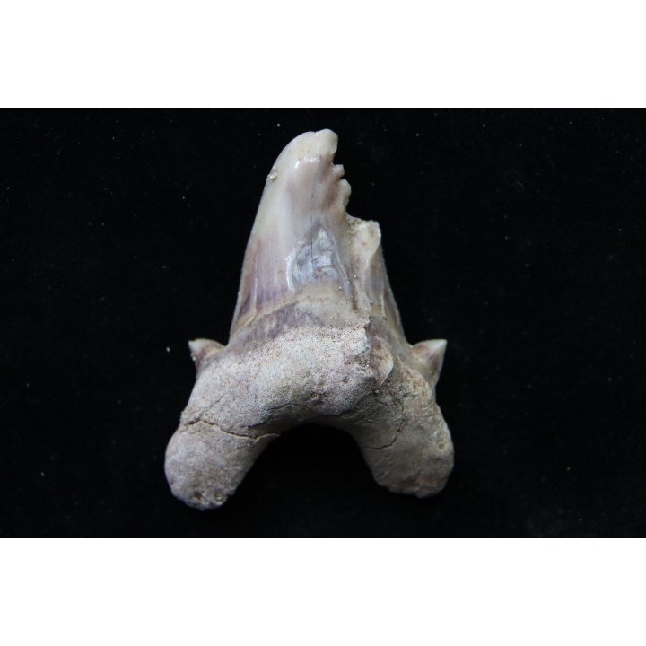 OTODUS OBLIQUUS - forme pathologique - Ypresien - Oued Zem, Maroc