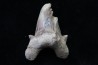 OTODUS OBLIQUUS - (pathologic) - Ypresian - Oued Zem, Morocco