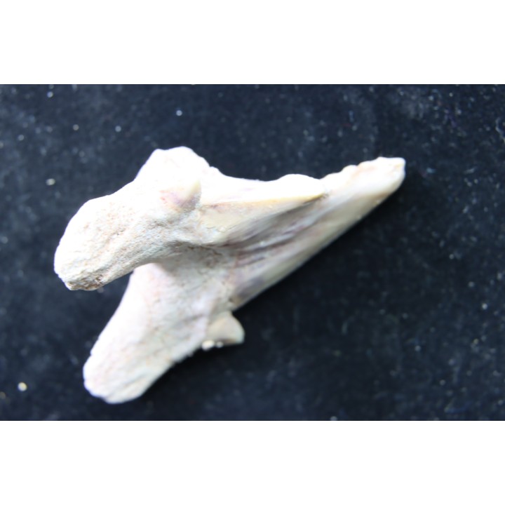 OTODUS OBLIQUUS - (pathologic) - Ypresian - Oued Zem, Morocco