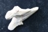 OTODUS OBLIQUUS - forme pathologique - Ypresien - Oued Zem, Maroc