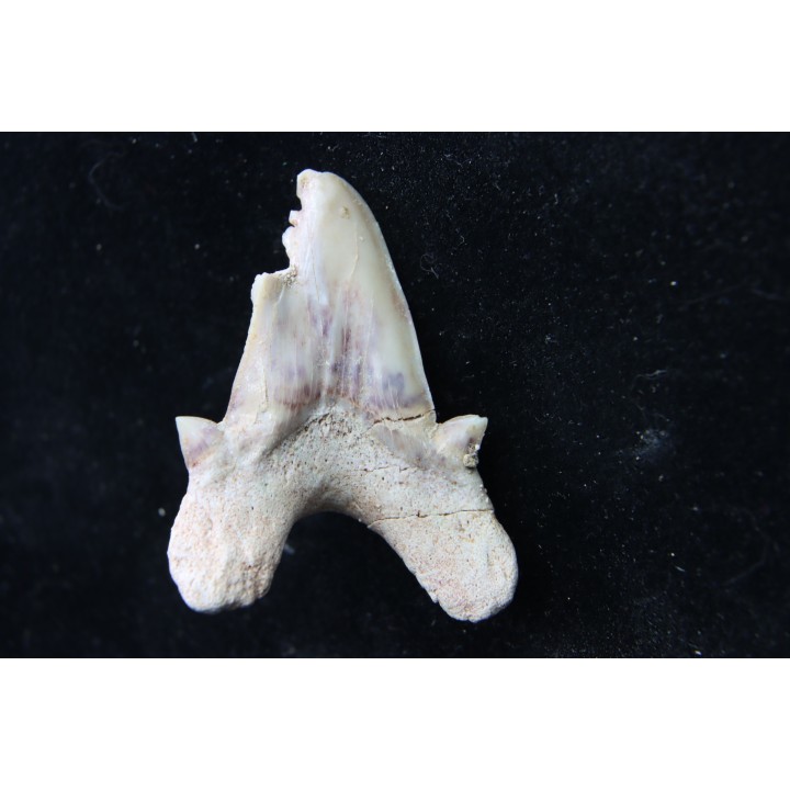 OTODUS OBLIQUUS - (pathologic) - Ypresian - Oued Zem, Morocco