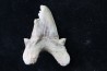 OTODUS OBLIQUUS - forme pathologique - Ypresien - Oued Zem, Maroc