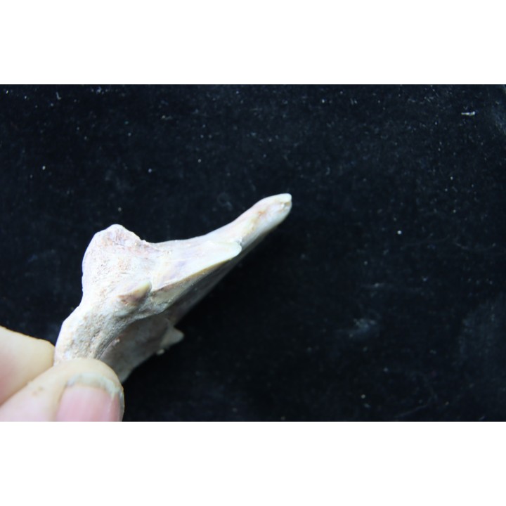 OTODUS OBLIQUUS - (pathologic) - Ypresian - Oued Zem, Morocco
