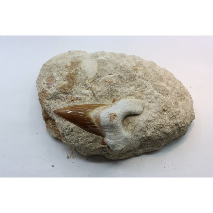 TOP ! 8.7 cm ! - OTODUS OBLIQUUS - Ypresian - Oued Zem, Morocco
