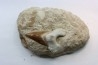 TOP ! 8.7 cm ! - OTODUS OBLIQUUS - Ypresian - Oued Zem, Morocco