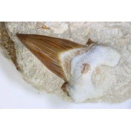 TOP ! OTODUS OBLIQUUS - Ypresien - Oued Zem, Maroc