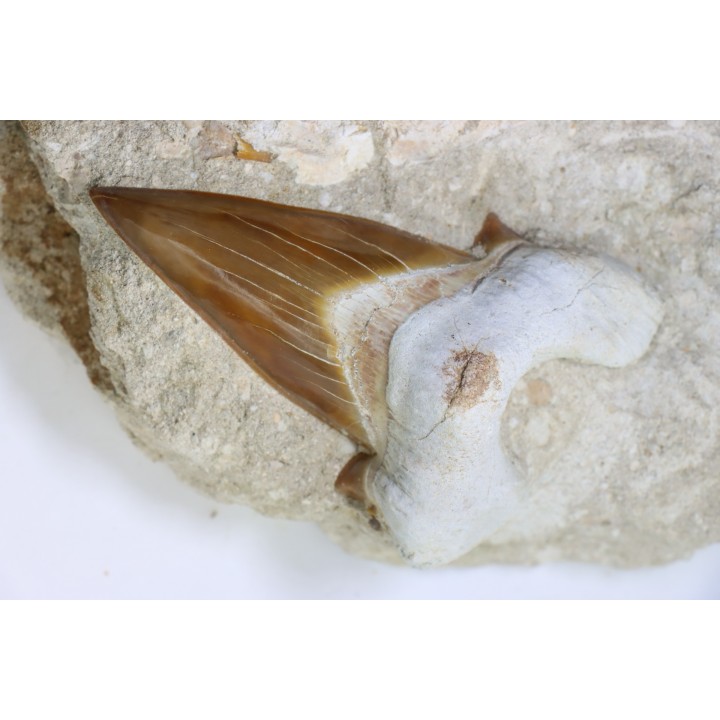 TOP ! OTODUS OBLIQUUS - Ypresien - Oued Zem, Maroc