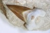 TOP ! OTODUS OBLIQUUS - Ypresien - Oued Zem, Maroc