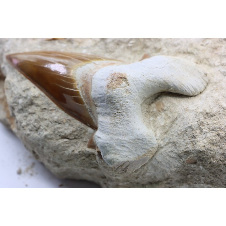 TOP ! 8.7 cm ! - OTODUS OBLIQUUS - Ypresian - Oued Zem, Morocco